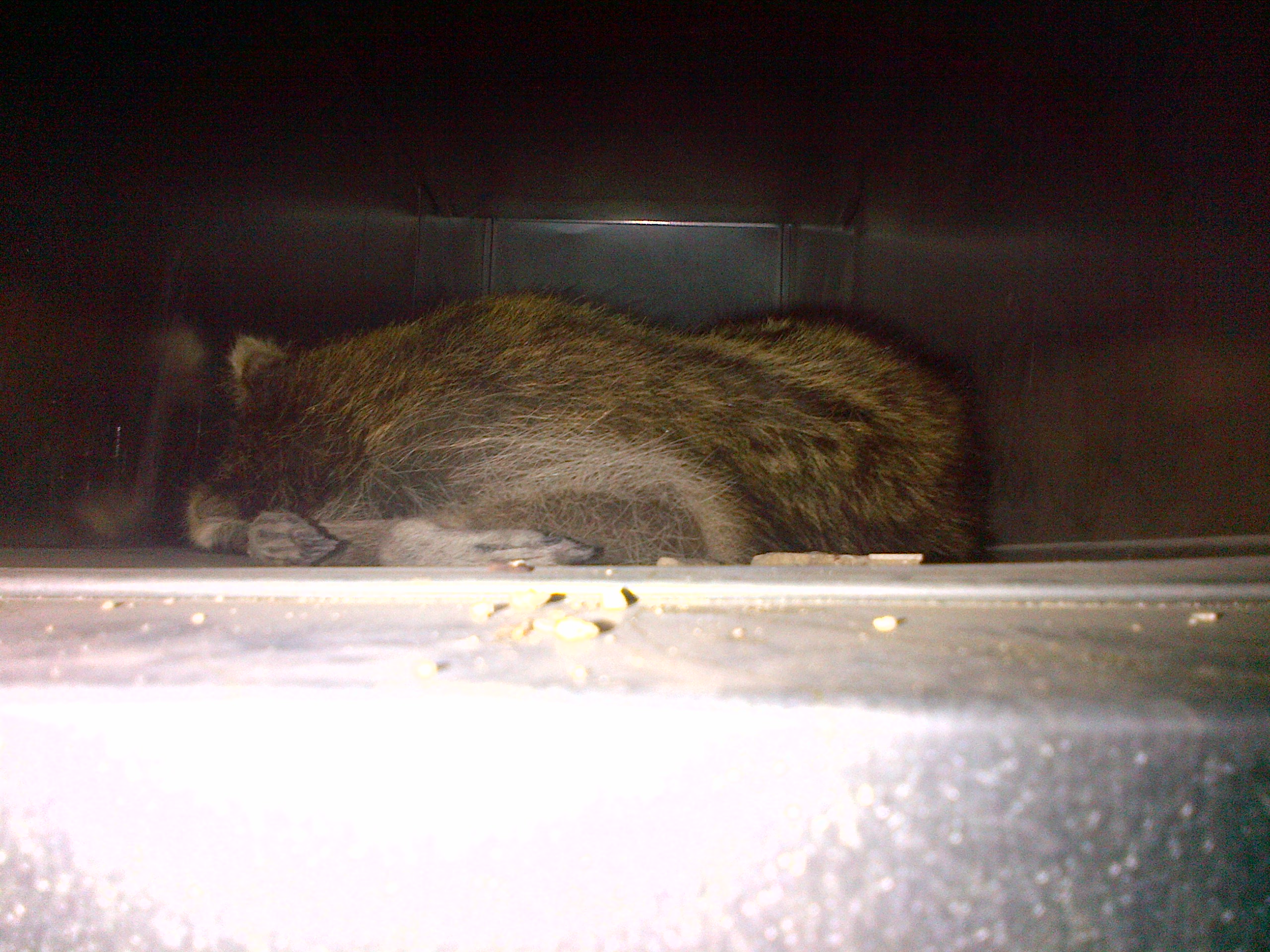 dead racoon in ductwork
